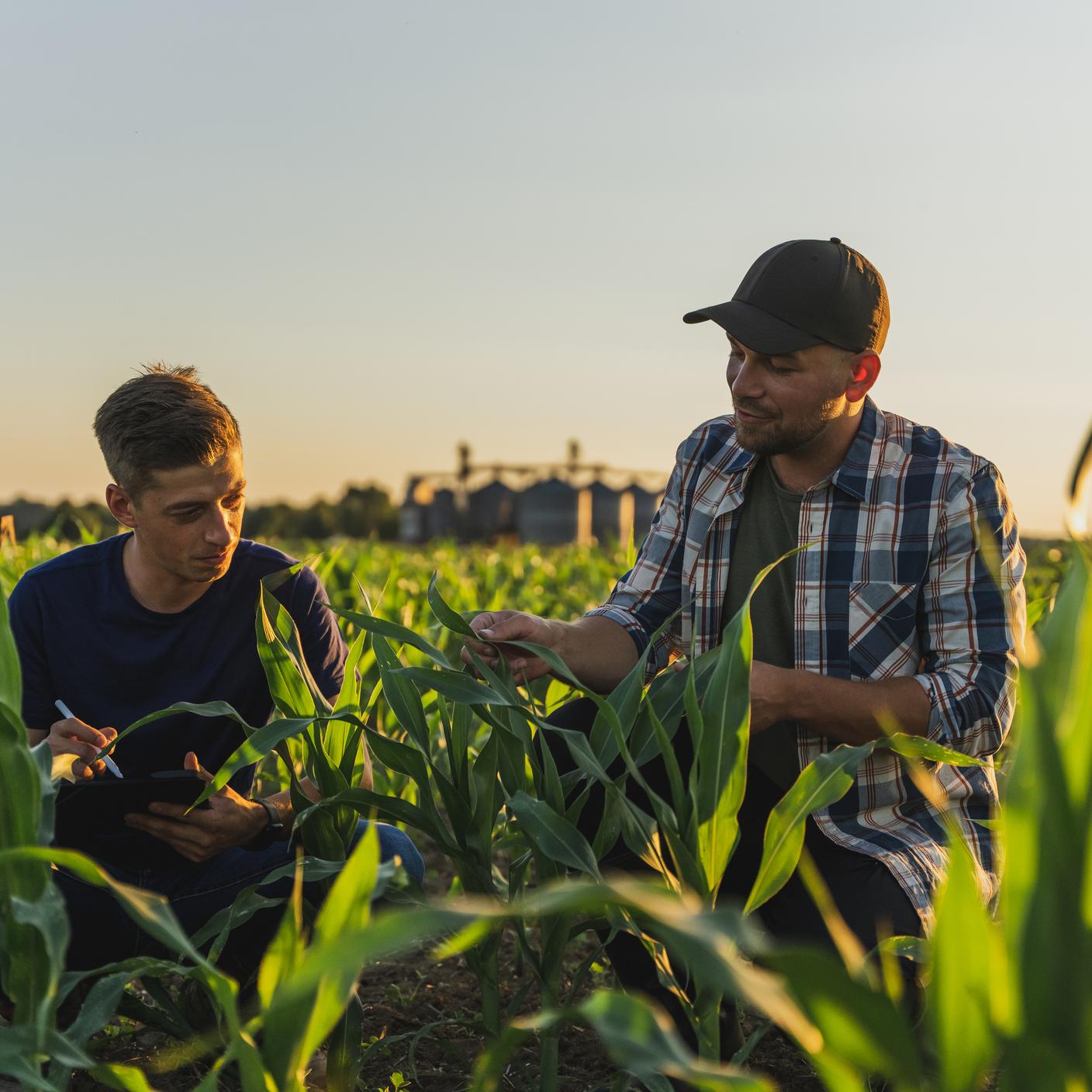 Male farmer and agronomist with tablet computer examining young green corn plants in agricultural field