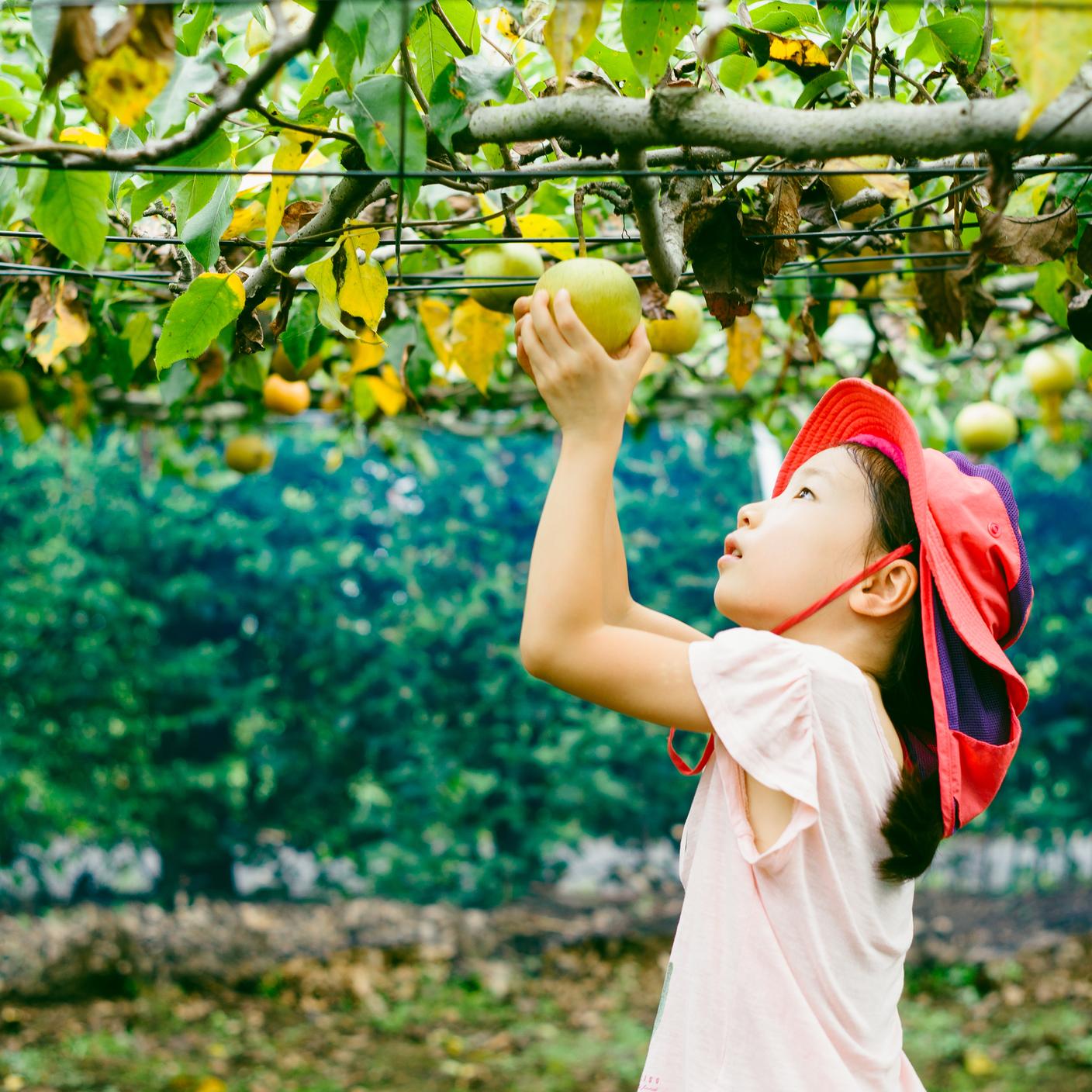 Little girl harvesting organic apples