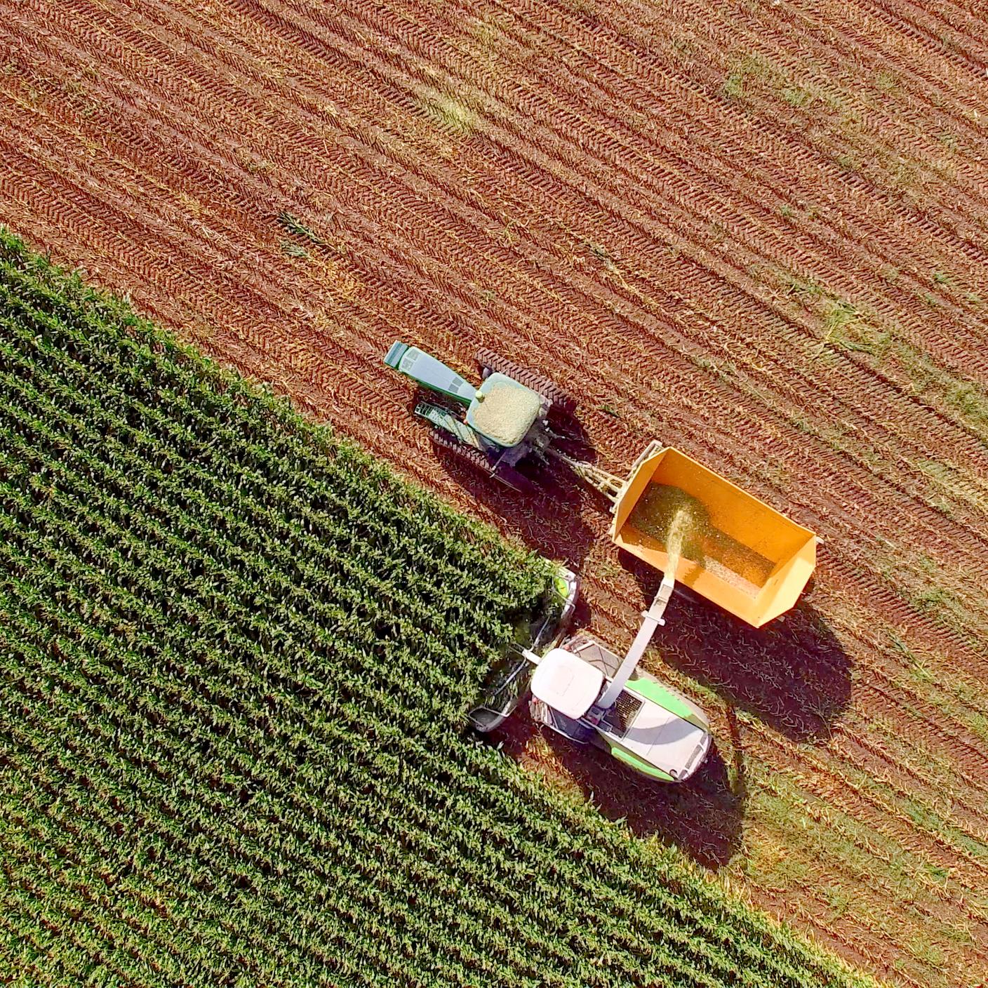 Farm machines harvesting corn for feed or ethanol. The entire corn plant is used, no waste.