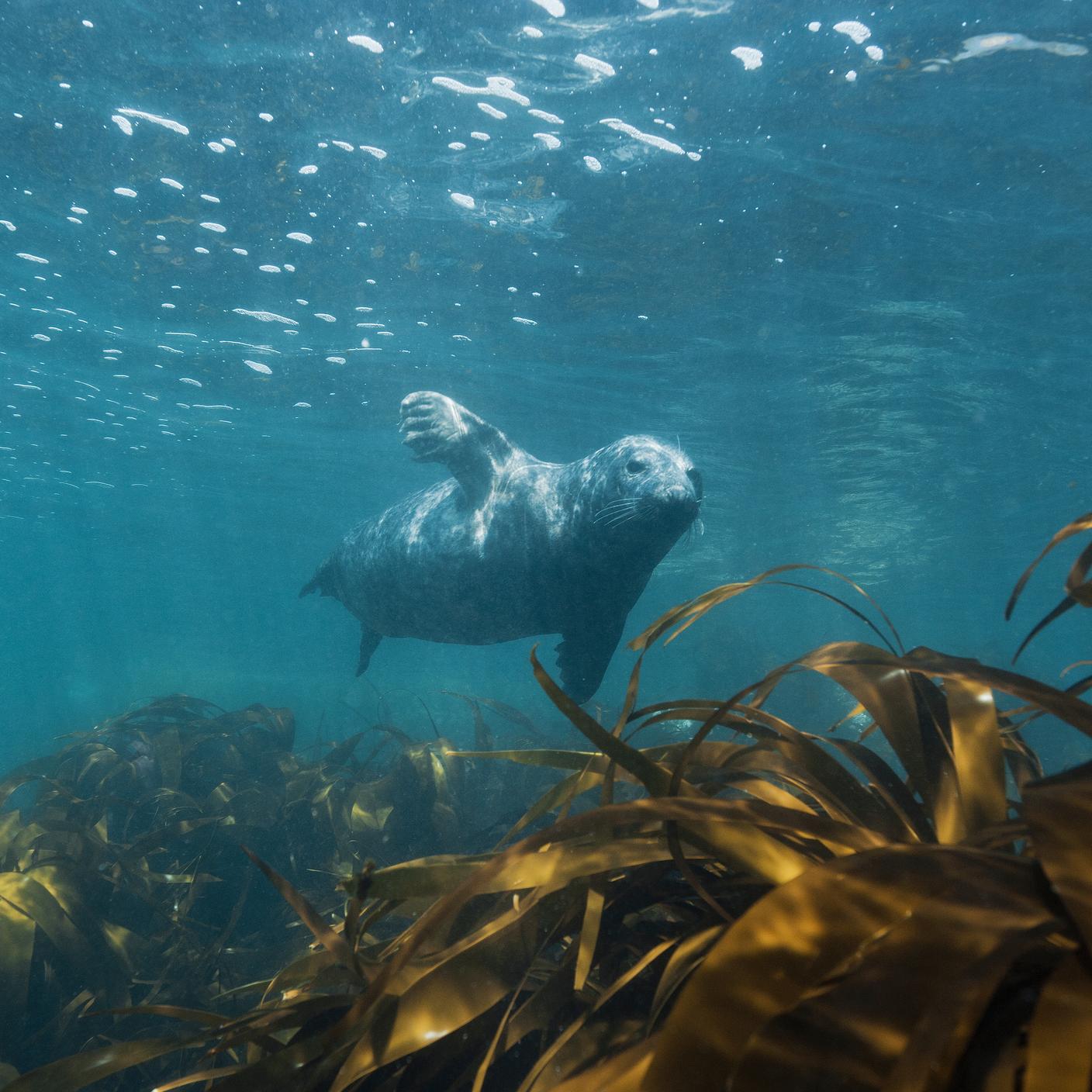 A gray seal swimming underwater off the Cornish coast