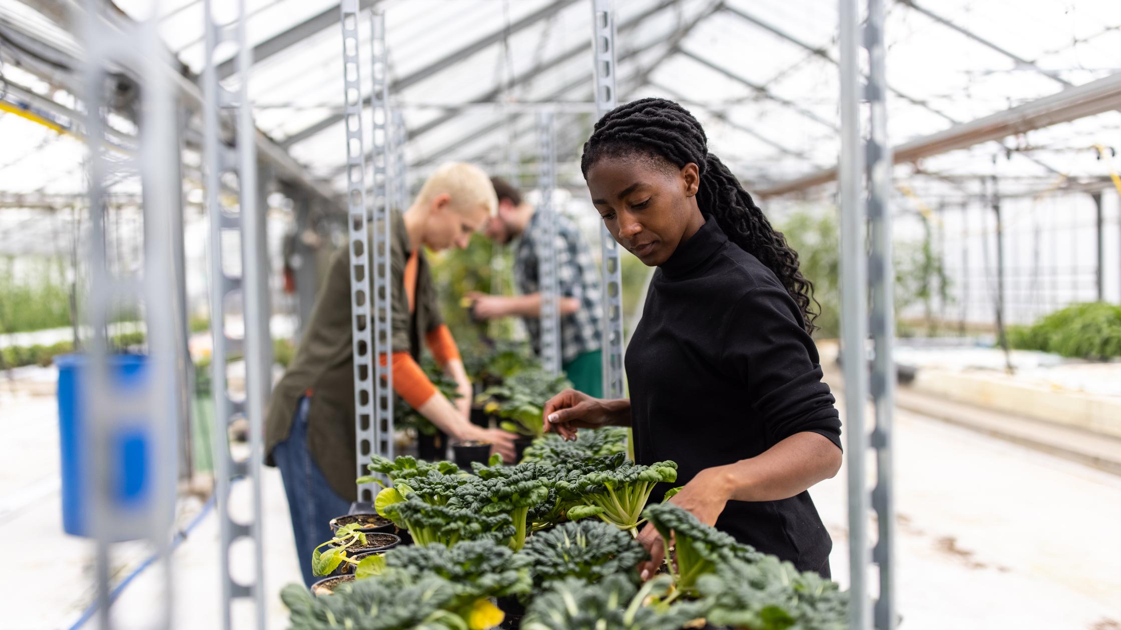 Gardeners female working in a greenhouse plantation